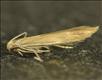 0587 (37.069) Coleophora caespititiella